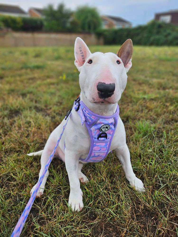 Amethyst Amour Harness