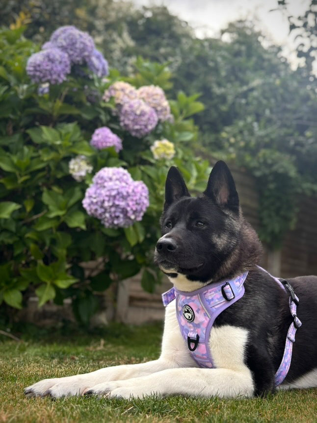 Amethyst Amour Harness