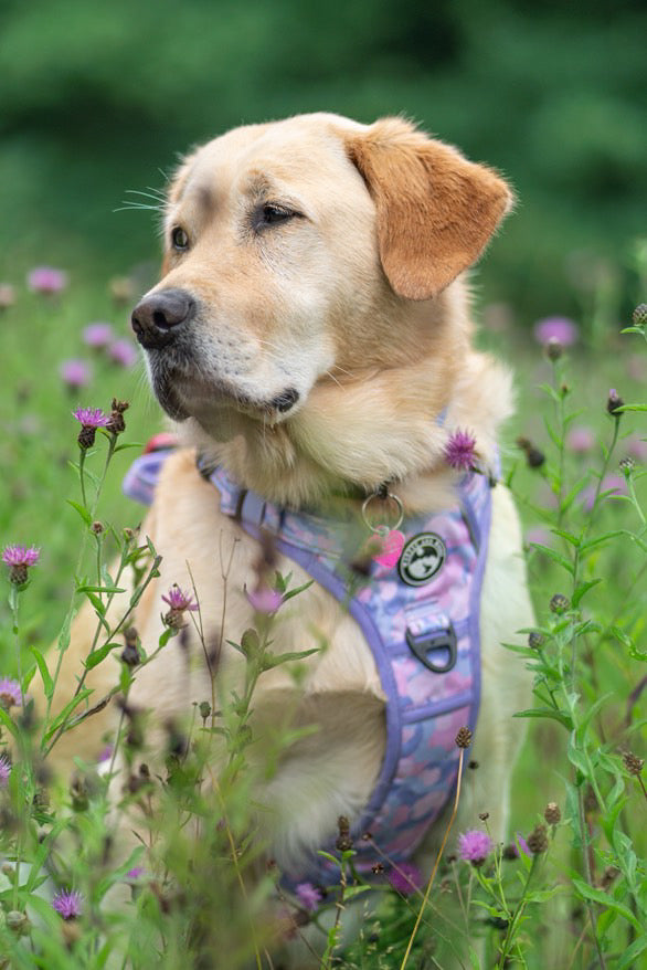 Amethyst Amour Harness