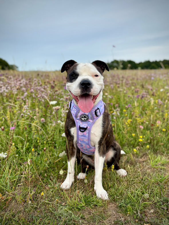 Amethyst Amour Harness