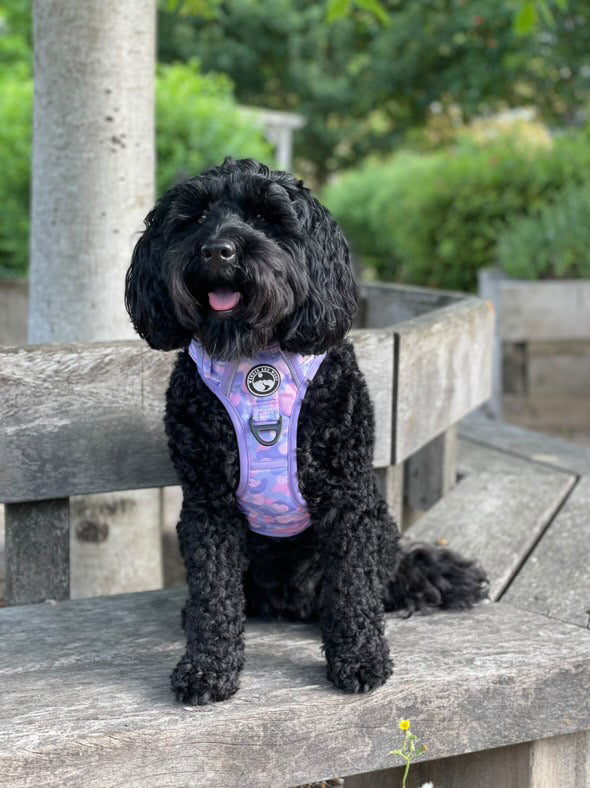 Amethyst Amour Harness