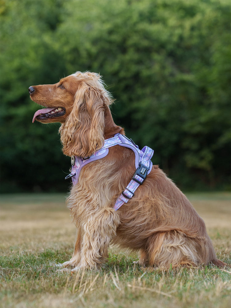 Amethyst Amour Harness
