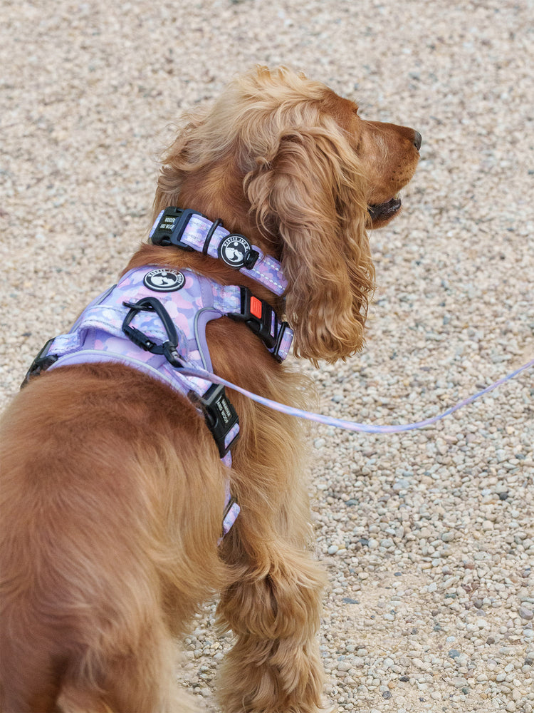 Amethyst Amour Harness