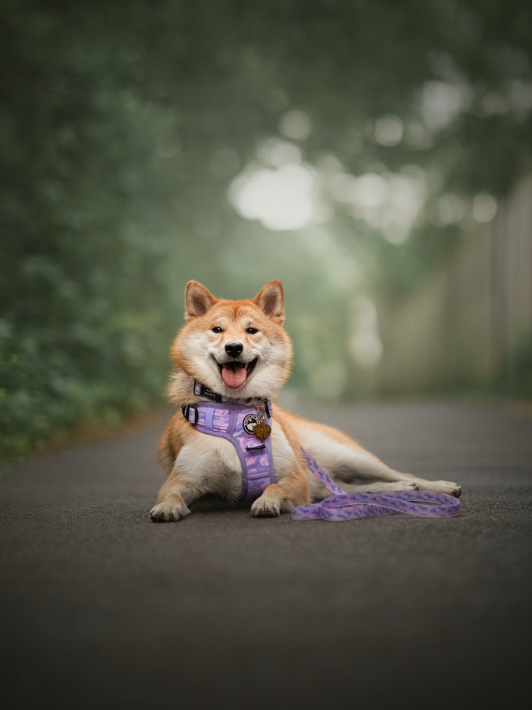 Amethyst Amour Harness