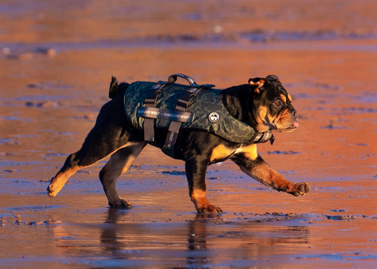 Ursa Major Dog Float