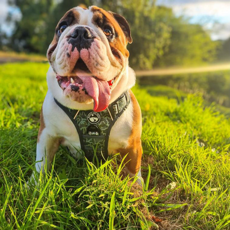 Ursa Major Harness