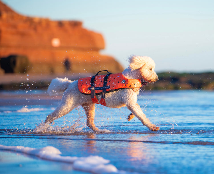 Tangerine Terrazzo Dog Float