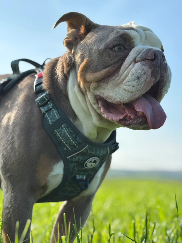Ursa Major Harness