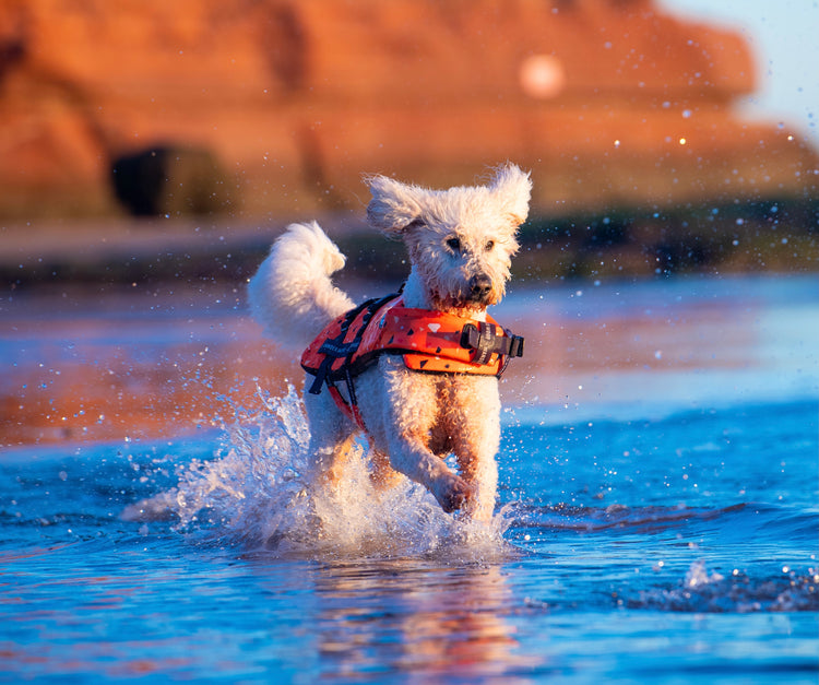 Tangerine Terrazzo Dog Float