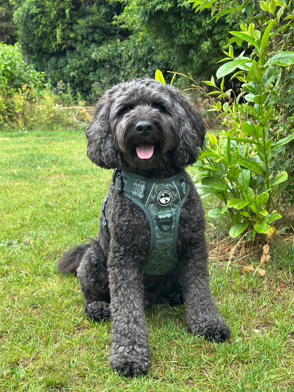 Ursa Major Harness