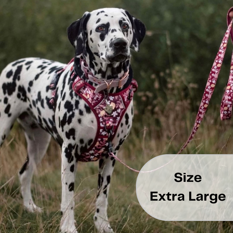 Burgundy Blooms Harness