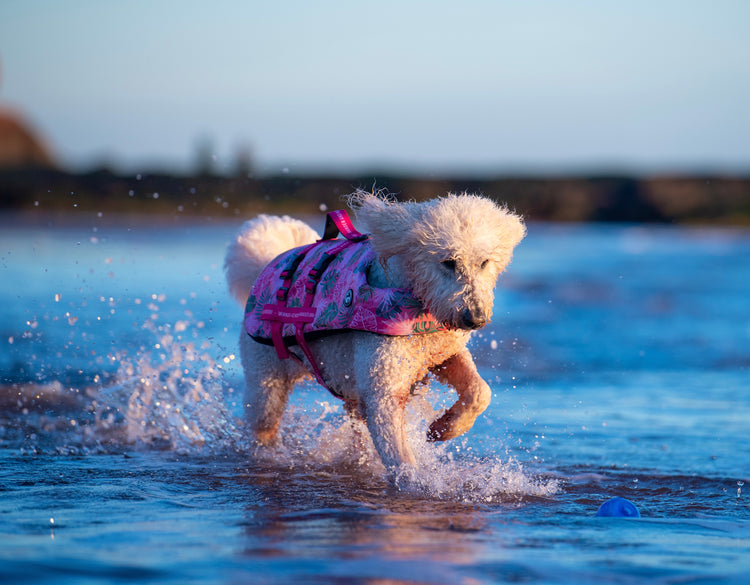 Dollys Paradise Dog Float