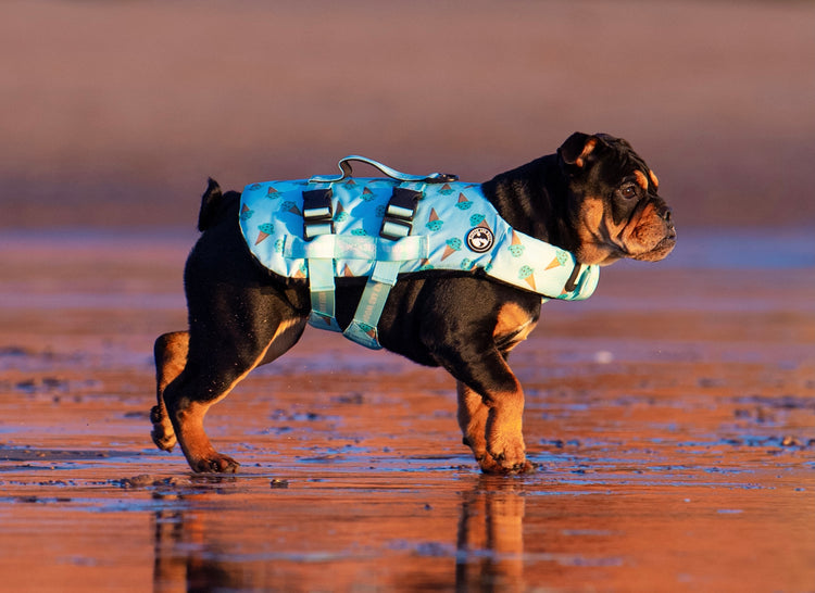 Iced Adventure Dog Float