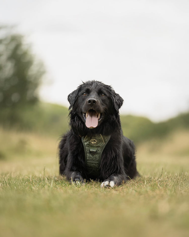 Ursa Major Harness