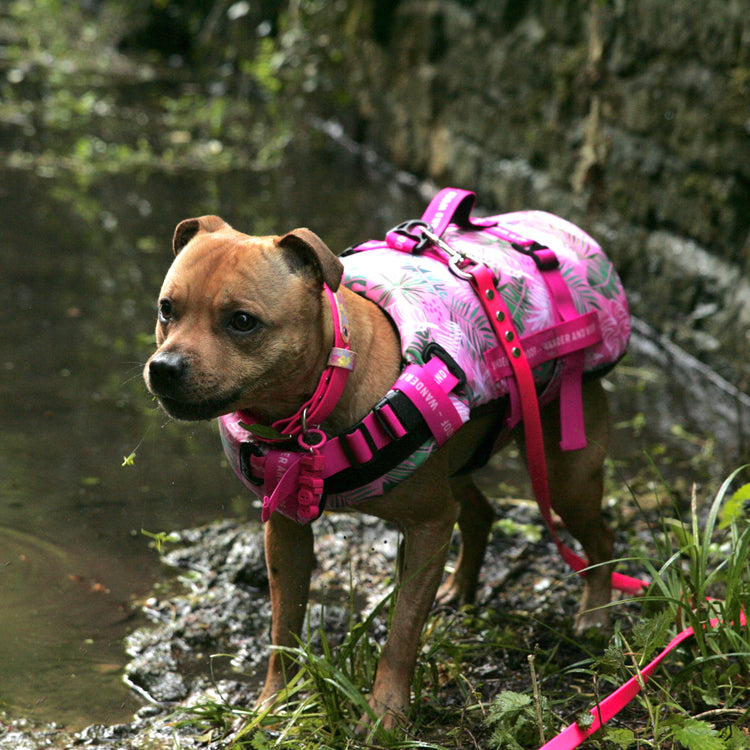 Dollys Paradise Dog Float