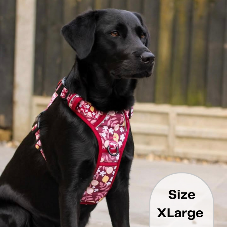 Burgundy Blooms Harness