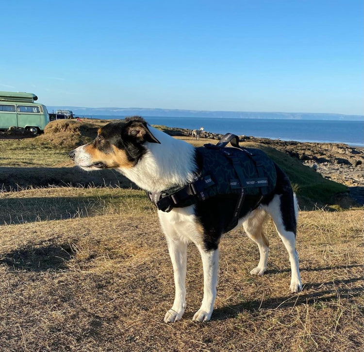 Ursa Major Dog Float