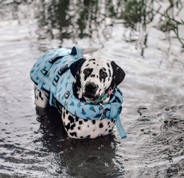 Iced Adventure Dog Float