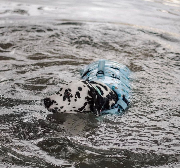 Iced Adventure Dog Float