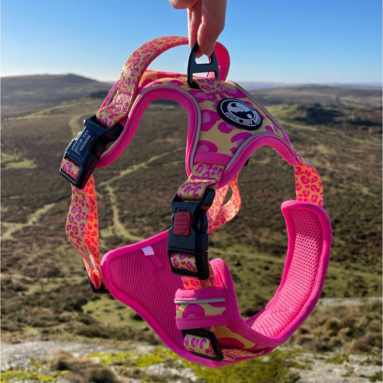 Sunset Safari Harness